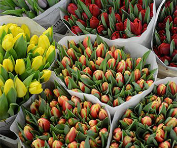 Camión rígido · Flores